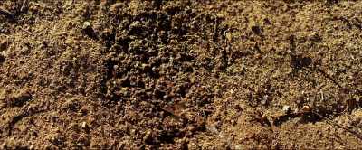 [siren noise] - Dead Ant