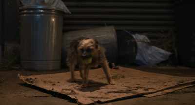 (siren wailing in distance) - Strays