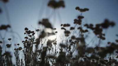 [SIREN WAILING] - Buried In The Backyard