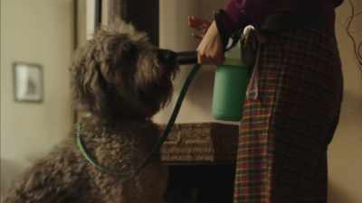Sit. Oh,
what a good boy! - High Maintenance
