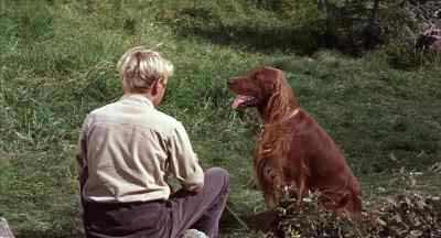 Sit. - Big Red