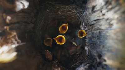Six chicks require
a perpetual supply of insects. - Epic Yellowstone