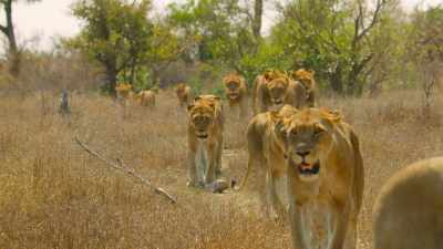 Six lionesses and 14 teenage cubs, - Wild Babies
