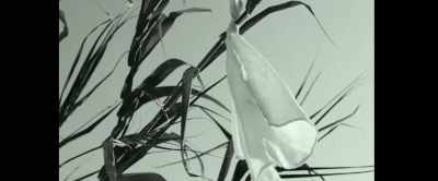 SIX YEARS LATER - Leonora addio