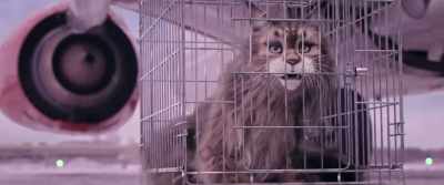 Sixth life… - Cat and Dog