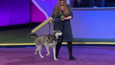 Sky is a Siberian Husky - 2022 American Rescue Dog Show