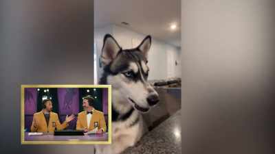 -Sky will let you know how she is feeling.
-Yeah. - 2022 American Rescue Dog Show