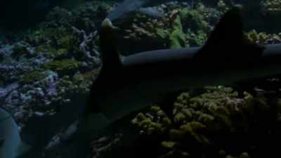 Slender and more agile, - Our Planet