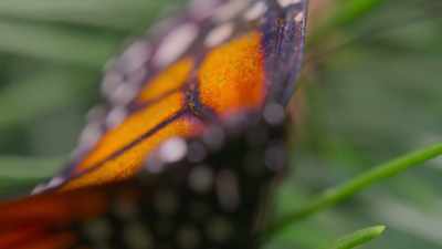 Slows her aging. - The Secret Lives of Animals
