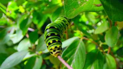 Small animals have fast metabolisms,
so they must feed more often. - Tiny World