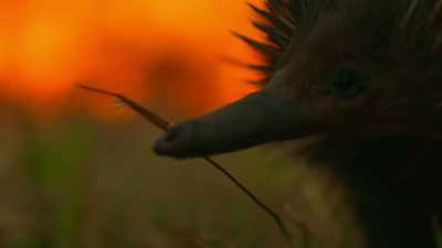 Small animals struggle
to outrun the fast-moving wildfire. - Tiny World
