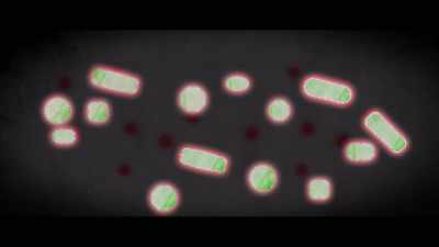 Small bacteria, plankton,
they start picking up on the mercury. - Seaspiracy