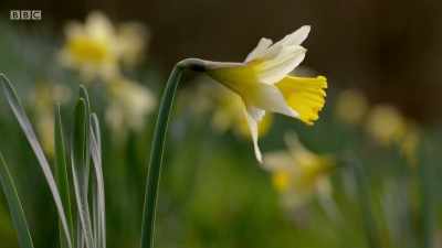 Small and delicate, - Wales: Land of the Wild