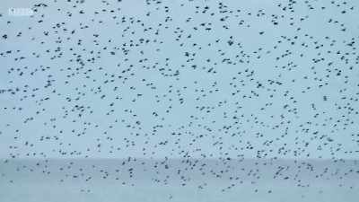 Small feeding flocks join together. - Wales: Land of the Wild