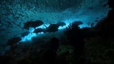 Small fish, in turn, sustain bigger ones. - Our Planet