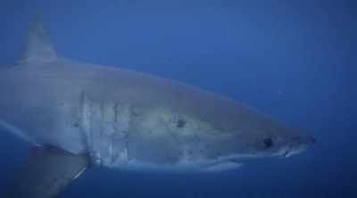 Small great whites typically
stick to bony fish and - Shark Attack Files