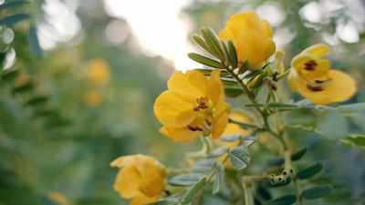 Smell, actually, is a very powerful sense. - Human: The World Within