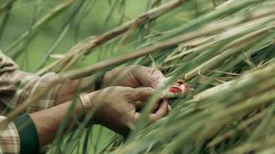 - Smut?
- You see that?
That's fungus. - Queen Sugar