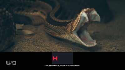 [snake hisses] - Snake in the Grass