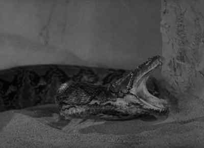 (snake hissing) - Murders in the Zoo
