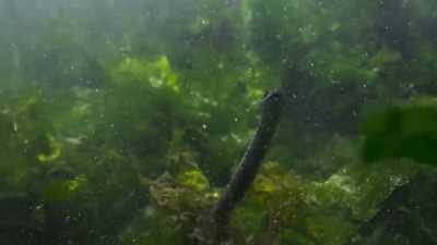Snakes are cold-blooded, - Planet Earth III