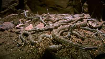(snakes hissing) - The UnBelievable with Dan Aykroyd