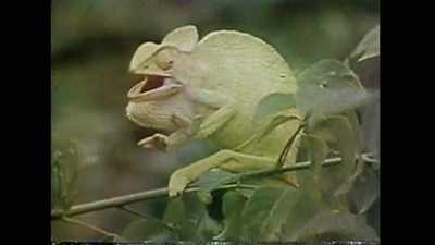 - Snakes, lizards have...
- With existence, CIA- - Recorder: The Marion Stokes Project
