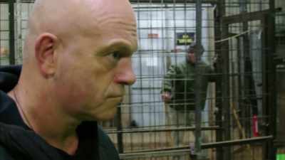 Snarl!
LION SNARLS - Britain's Tiger Kings - On the Trail with Ross Kemp