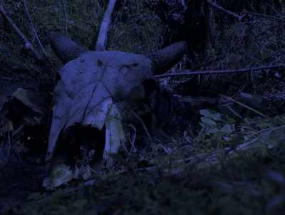Snarling, acting like
I've never seen her act. - American Werewolves