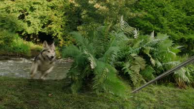 - - - Arya!- Nymeria! - Game of Thrones