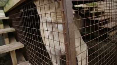 SNARLING - Britain's Tiger Kings - On the Trail with Ross Kemp