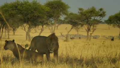 SNARLING - Serengeti