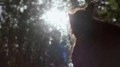 [SNARLS] - The Order