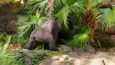 (SNARLS) - Magic of Disney's Animal Kingdom