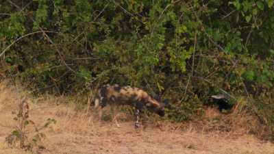 (SNARLS) - Dynasties