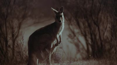 Sneaking into striking distance, - Earth at Night in Color