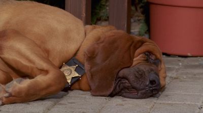 Sniffer More like Snorer - Air Buddies