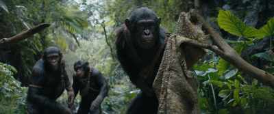 [sniffing] - Kingdom of the Planet of the Apes