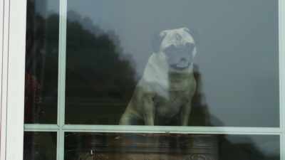 [Sniffing] - Junkyard Dogs