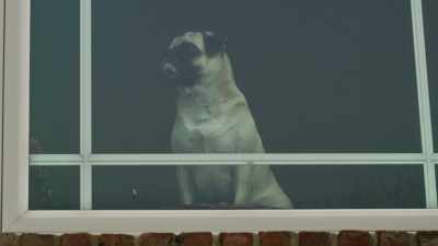 [Sniffing] - Junkyard Dogs