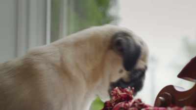 [Sniffing] - Junkyard Dogs