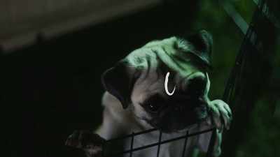 [Sniffing] - Junkyard Dogs
