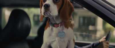 [sniffing] - A Dog's Journey