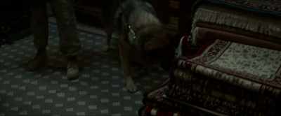 (SNIFFING) - Megan Leavey