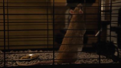 [sniffing] - Harrow