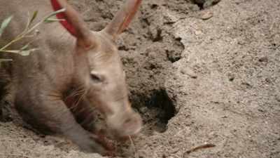 (SNIFFS) - Magic of Disney's Animal Kingdom