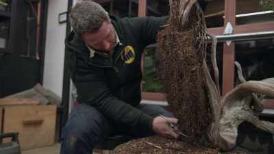(snipping) - Trees and Other Entanglements