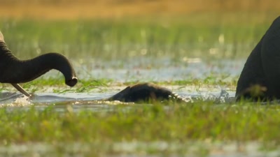 Snorkelling is turning out to be
more difficult than advertised. - A Year on Planet Earth