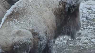 [snort] - Epic Yellowstone