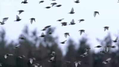 Snow-covered fields
attract flocks of migrants. - Wales: Land of the Wild